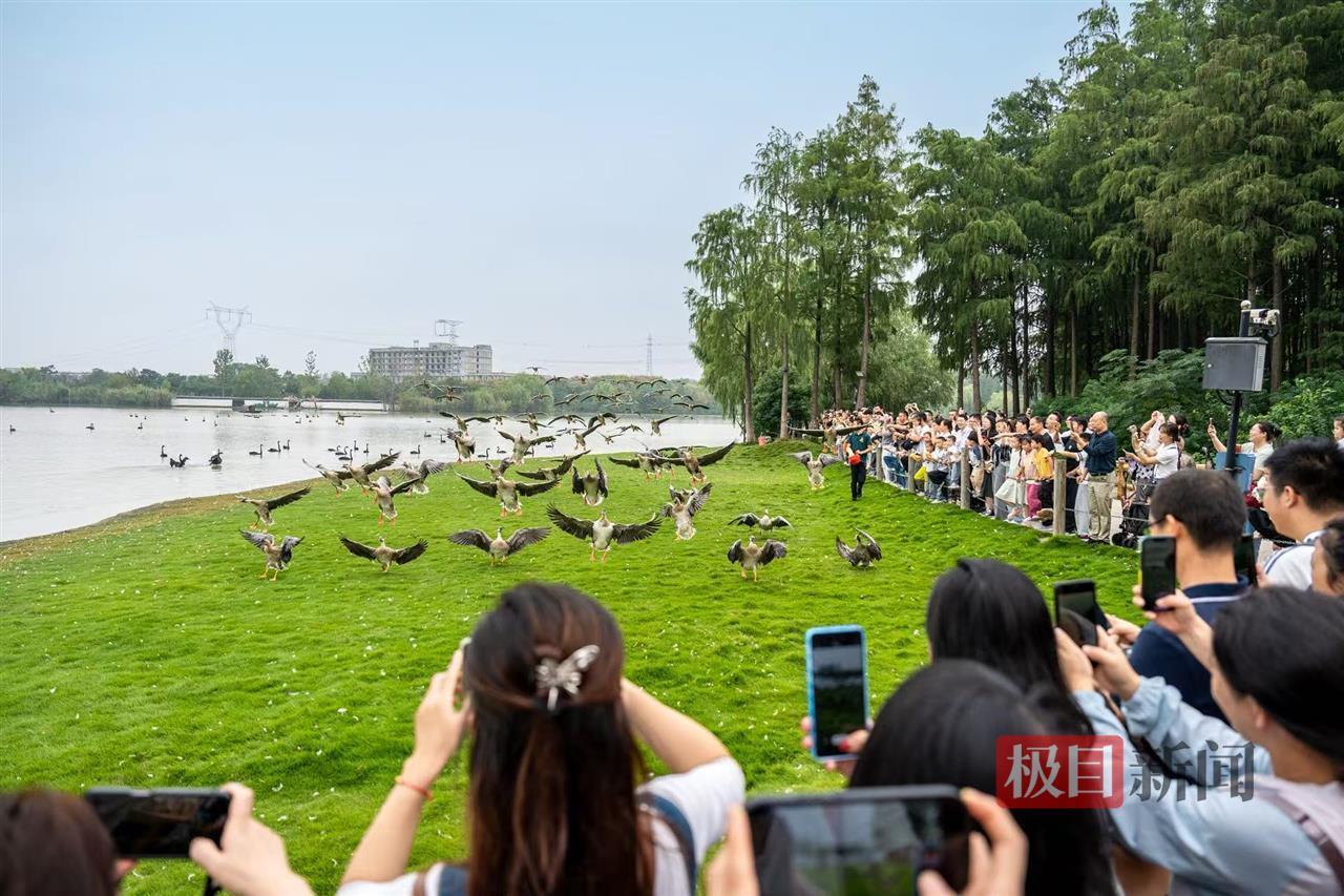 实景演出、AI机器狗吸引游客 湖北假期旅游持续升温