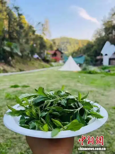 春天流行“打野”？这届年轻人找到了新的“精神快充”_大众网(图1)